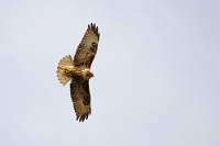 69610 Buteo buteo (Poiana)